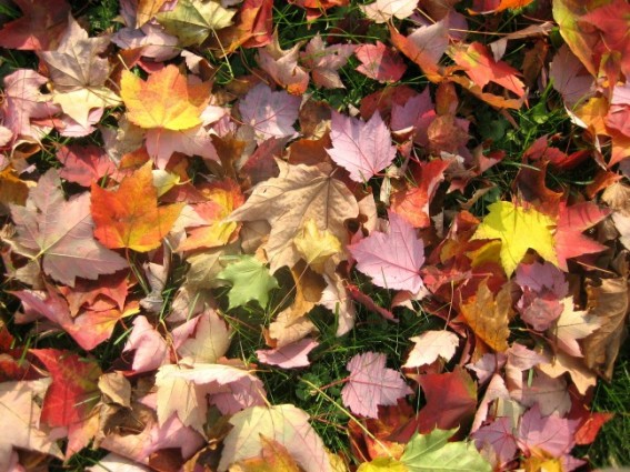 front-yard-leaves-1-11-9-07-blog.jpg